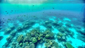 Entdecken Sie das Great Barrier Reef, das größte Korallenriffsystem der Welt. Erfahren Sie mehr über seine Artenvielfalt, die Bedrohungen durch den Klimawandel und wie nachhaltiger Tourismus zum Schutz beiträgt.