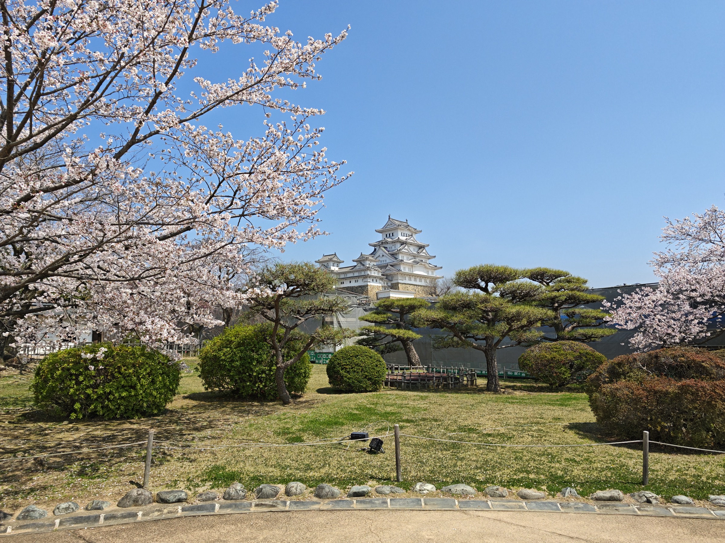 Kirschblüte in Japan: Wann und wo sie blüht