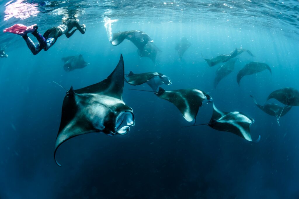 Mantas beim Fressen im Freiwasser der Malediven, oben ein Schnorchler