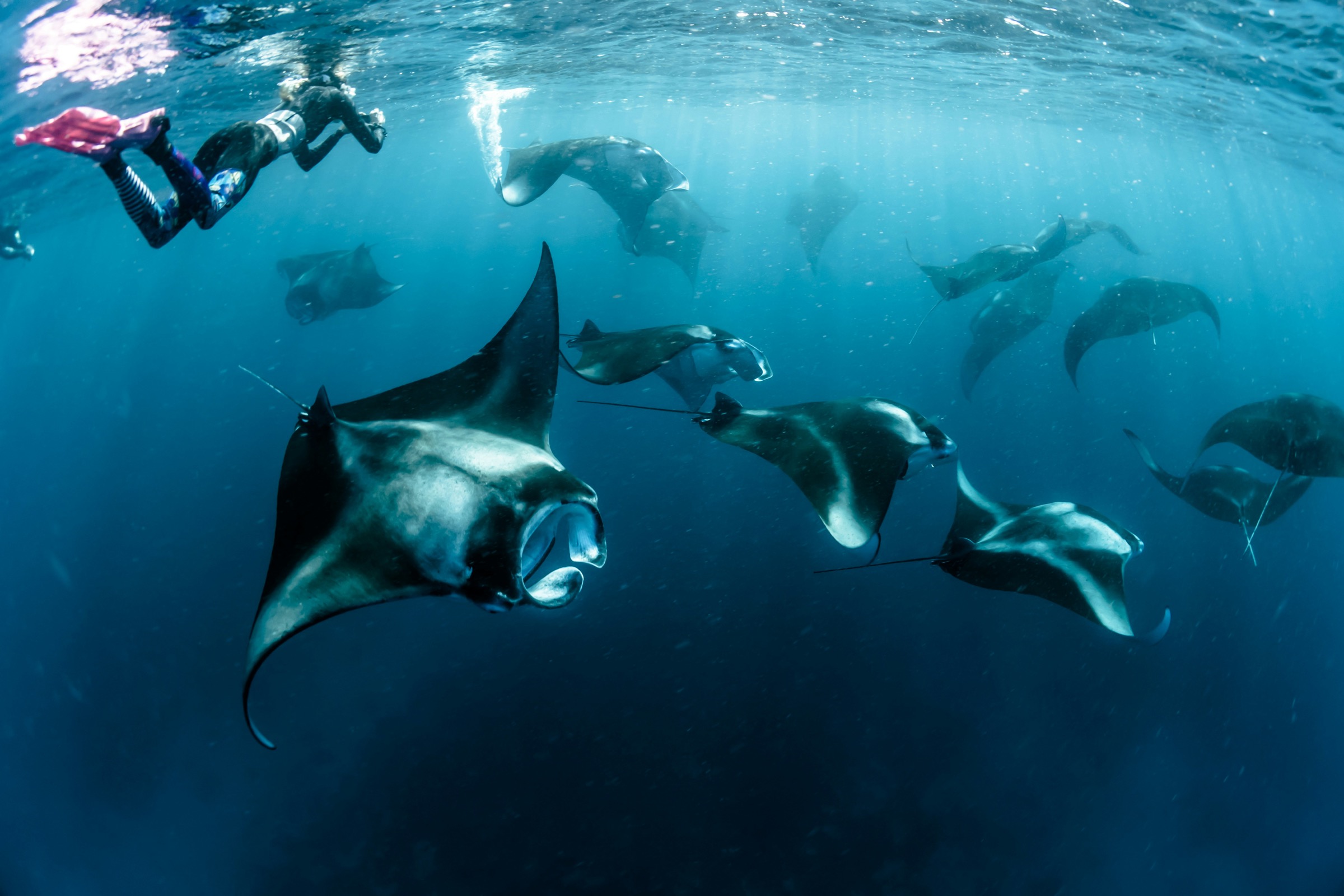 Beste Reisezeit Malediven: Monsun, Atolle, Walhaie und Mantas