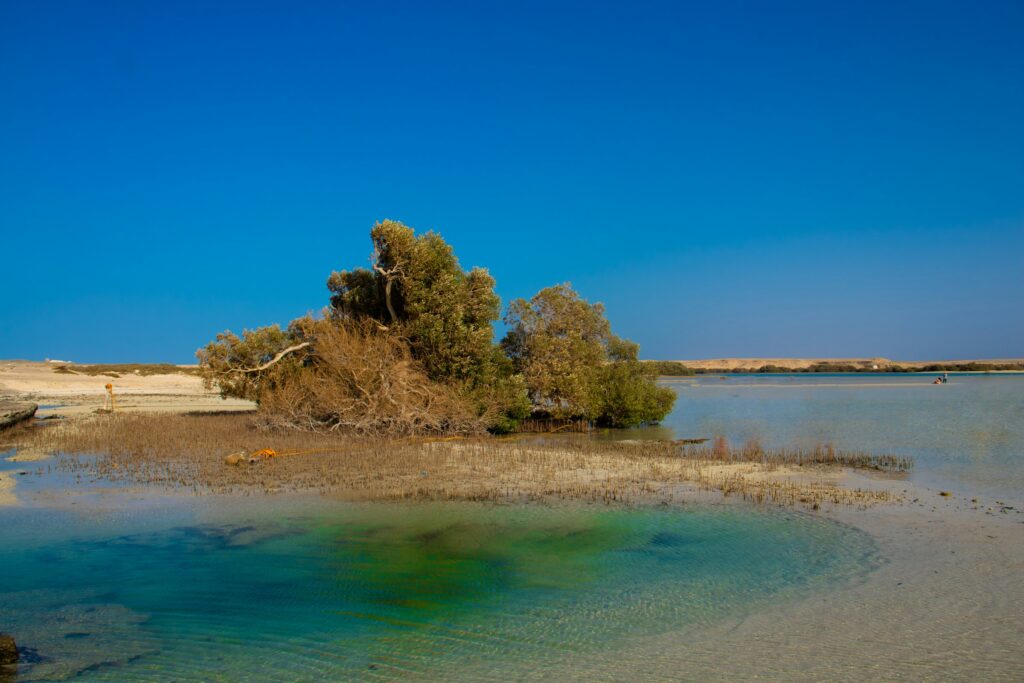 Mangroven im flachen, klaren Wasser am Roten Meer bei Marsa Alam