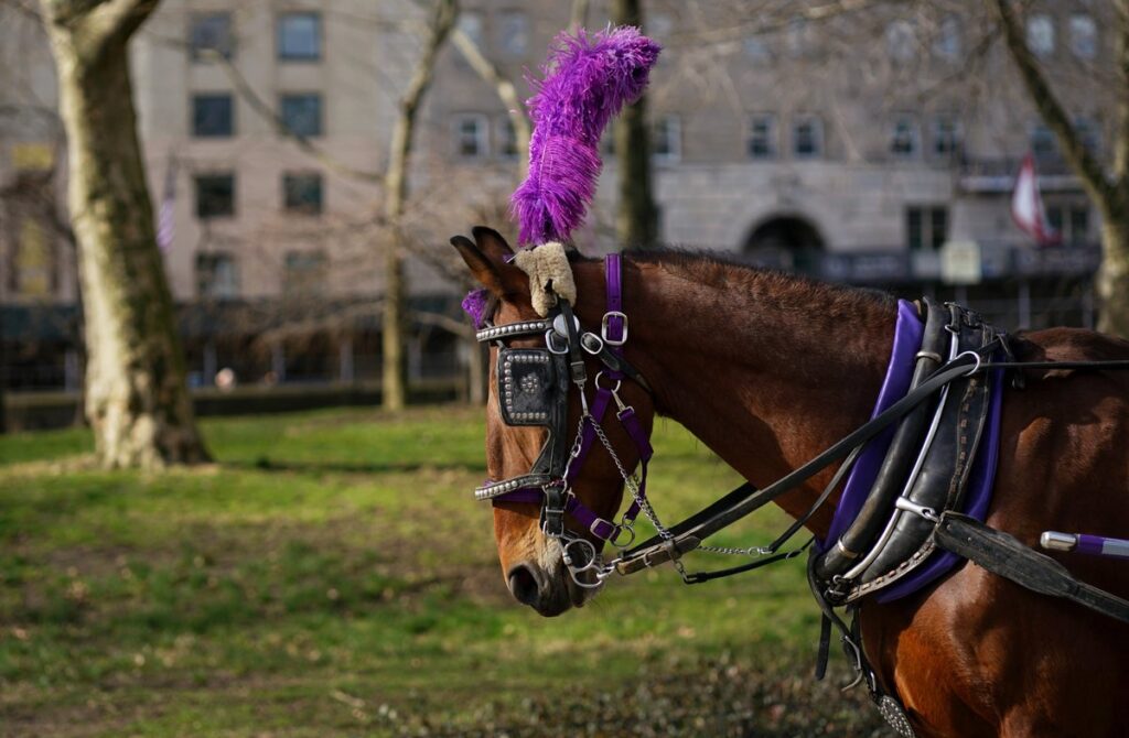 Eines der Tiere, das im Central Park eine der Pferdekutschen ziehen muss.